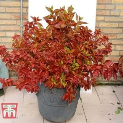 Weigela Florida 'Wings Of Fire' -plant WEIG T66535 G