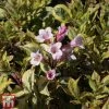 Weigela Florida 'Magical Rainbow'