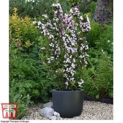 Weigela 'Towers Of Flowers'® Duo -plant WEIG WKB5878 Q