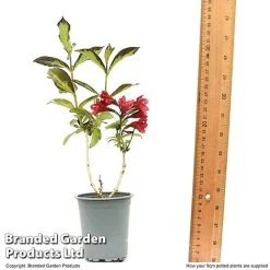 Weigela 'Camouflage' -plant WEIG CAMOUF9CM T50087