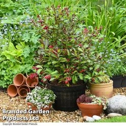 Weigela 'Camouflage' -plant WEIG CAMOUFLAG T39702