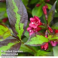 Weigela 'Camouflage' -plant WEIG CAMOUFLAG T39705