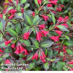 Weigela 'Camouflage' -plant WEIG CAMOUFLAG T39902