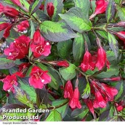 Weigela 'Camouflage' -plant WEIG CAMOUFLAG T39904