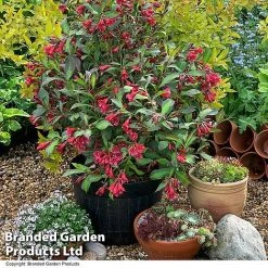 Weigela 'Camouflage' -plant WEIG CAMOUFLAG T39907