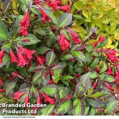 Weigela 'Camouflage' -plant WEIG CAMOUFLAG T39908