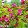 Weigela 'Princess Ayla'