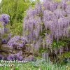 Wisteria Floribunda 'Lavender Lace'