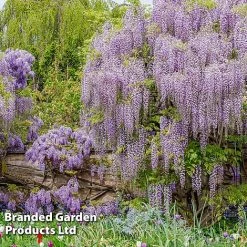 Wisteria Floribunda 'Lavender Lace'