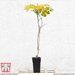 Wisteria Sinensis (Patio Standard) 6 Wisteria Sinensis (Patio Standard) -plant WIST T10787 B