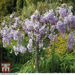 Wisteria Sinensis (Patio Standard) 7 Wisteria Sinensis (Patio Standard) -plant WIST T10787 C