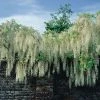 Wisteria Floribunda 'Alba'