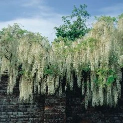 Wisteria Floribunda 'Alba'