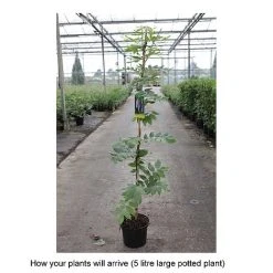 Wisteria Brachybotrys 'Okayama' -plant WIST T68559 B h