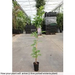 Wisteria Floribunda 'Domino' 6 Wisteria Floribunda 'Domino' -plant WIST T74404 A h