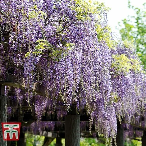 Wisteria Floribunda 'Domino' 1 Wisteria Floribunda 'Domino'
