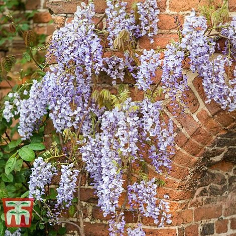 Wisteria Floribunda 'Domino' 2 Wisteria Floribunda 'Domino' - Image 2