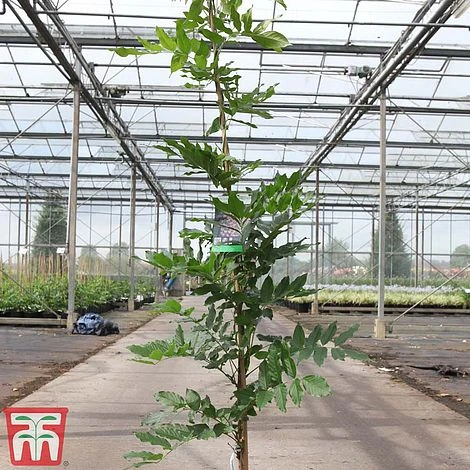 Wisteria Brachybotrys 'Showa-beni' 2 Wisteria Brachybotrys 'Showa-beni' - Image 2