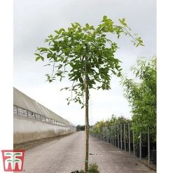 Wisteria Sinensis 'Amethyst' 6 Wisteria Sinensis 'Amethyst' -plant WIST TKA3732 A