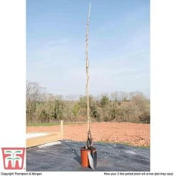 Wisteria Sinensis 'Amethyst' 7 Wisteria Sinensis 'Amethyst' -plant WIST TKA3732 C