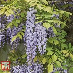 Wisteria Sinensis 'Prolific' 10 Wisteria Sinensis 'Prolific' -plant WIST t57979 B