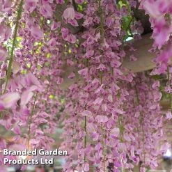 Wisteria Trio 7 Wisteria Trio -plant WIST ROSEA L034071