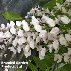 Wisteria Sinensis 'Rosea' -plant WIST ROSEA S13548