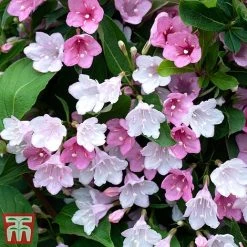 Weigela 'Towers Of Flowers'® Duo -plant Weig app