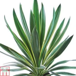 Yucca Gloriosa 'Variegata'