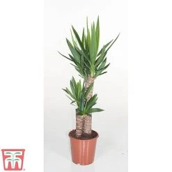 Yucca Elephantipes -plant YUCC TKA2956 B