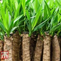 Yucca Elephantipes -plant YUCC TKA2956 D