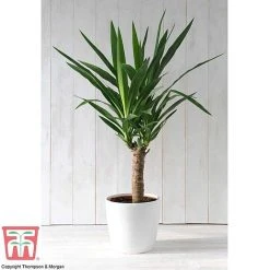 Yucca Elephantipes -plant YUCC TKA2956 F2