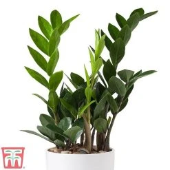 Zamioculcas Zamiifolia -plant ZAMI TKA2958 B