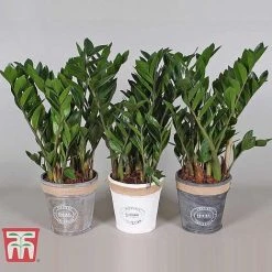 Zamioculcas Zamiifolia -plant ZAMI TKA2958 D