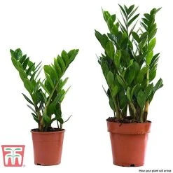 Zamioculcas Zamiifolia -plant ZAMI TKA2958 E