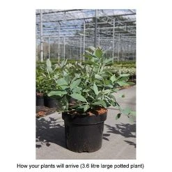 Zenobia Pulverulenta 'Blue Sky' -plant ZENO T68227 B h