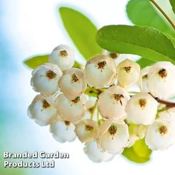 Zenobia Pulverulenta 'Blue Sky'