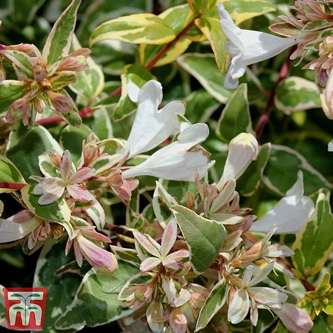 Abelia X Grandiflora 'Sparkling Silver' 1 Abelia X Grandiflora 'Sparkling Silver'