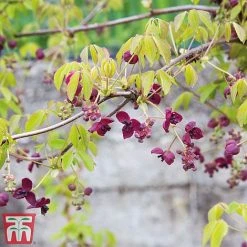 Akebia Quinata -plant ake