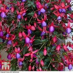 Fuchsia 'Angela' (Hardy) (Standard) -plant angela2