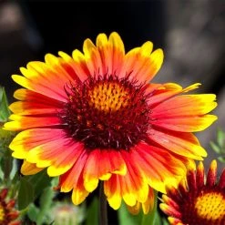Gaillardia Collection (Blanket Flower) -plant arizona sun gaillardia 1 1