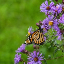 Superstar Aster Collection -plant aster monarch butterfly cropped