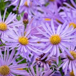 Monch Frikart's Aster -plant aster x frikartii m nch flower close up