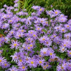 Monch Frikart's Aster -plant aster x frikartii m nch flowers garden