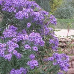 Professor Kippenberg New York Aster 5 Professor Kippenberg New York Aster -plant aster novi belgii professor kippenberg web