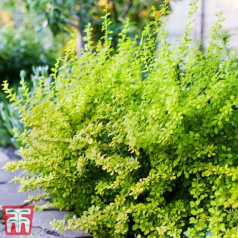 Berberis Thunbergii 'Aurea' 2 Berberis Thunbergii 'Aurea' - Image 2