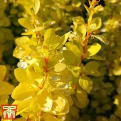 Berberis Thunbergii 'Aurea' 5 Berberis Thunbergii 'Aurea' -plant aur3