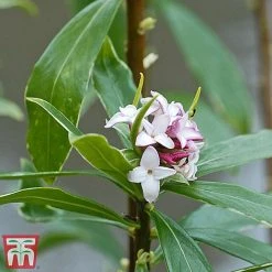 Daphne Odora 'Aureomarginata' 6 Daphne Odora 'Aureomarginata' -plant aure