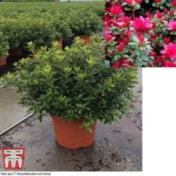 Rhododendron 'Rustica Hybrid Red' (Azalea Group) -plant azal red7