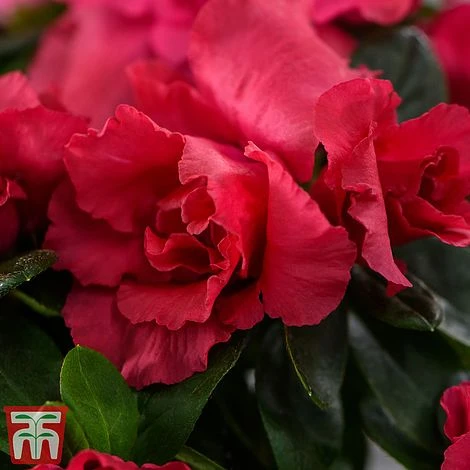 Azalea 'Japanese Red' 2 Azalea 'Japanese Red' - Image 2